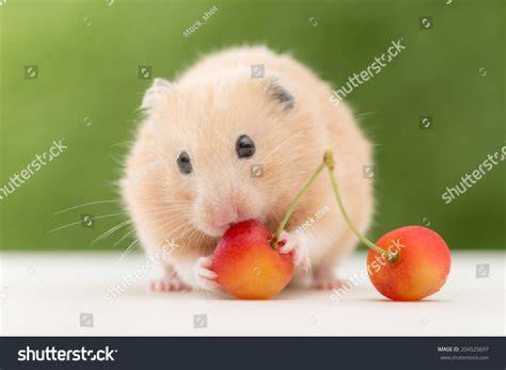 hamster eating cherry