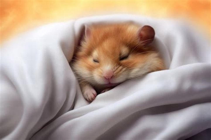 Hamster sleeping on fleece blanket