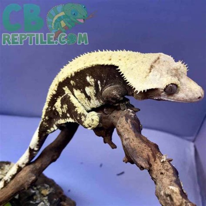 Harlequin Crested Gecko
