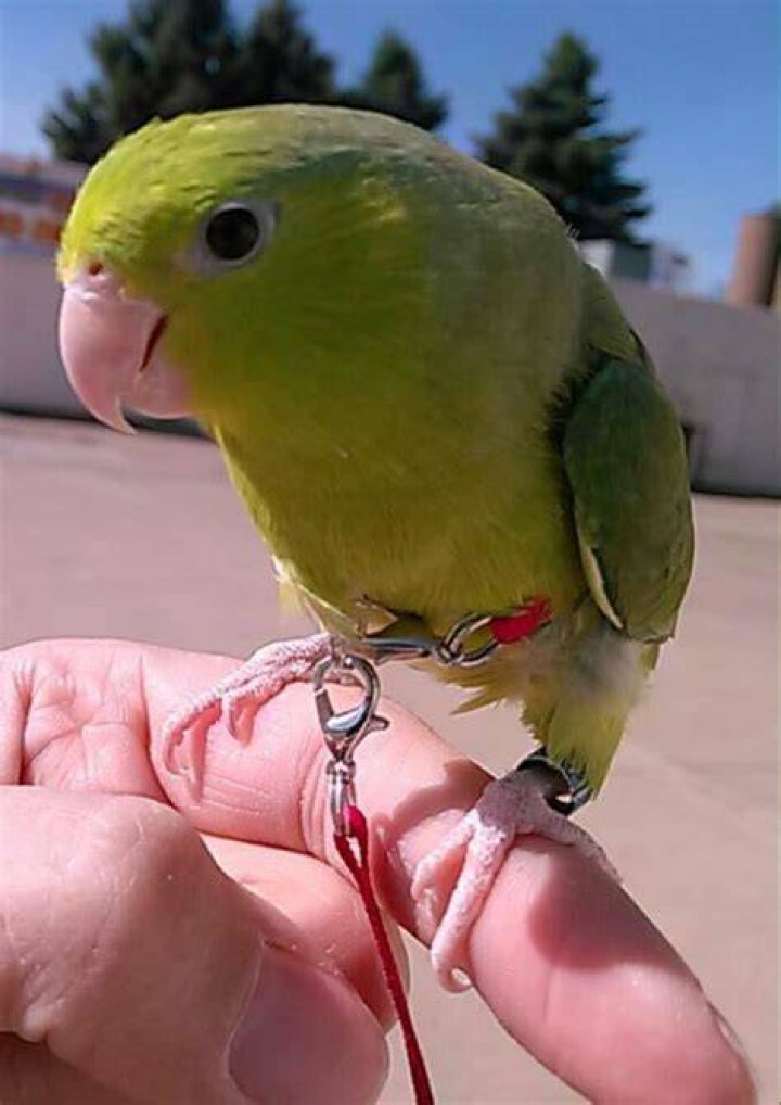 Harness Parrotlet_