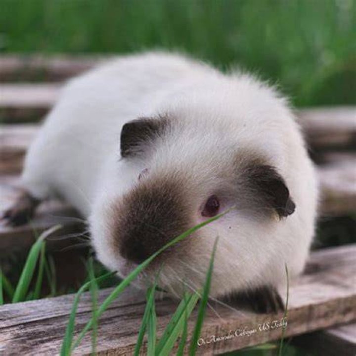 himalayan guinea pig eating hay_Shutterstock_PHOTO FUN
