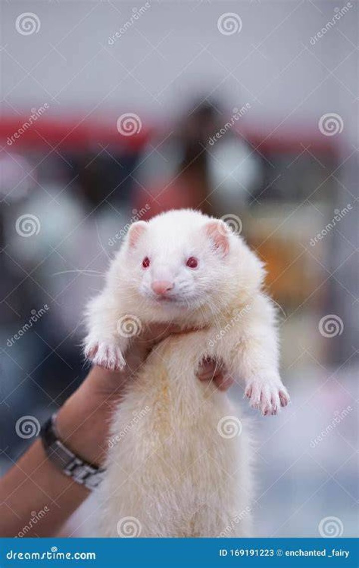 holding ferret II_Mitskevich Uladzimir_Shutterstock
