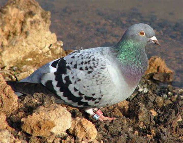 homing pigeon