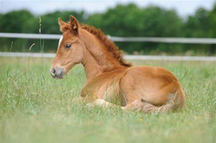 horse and foal