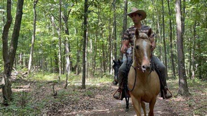horse in the woods