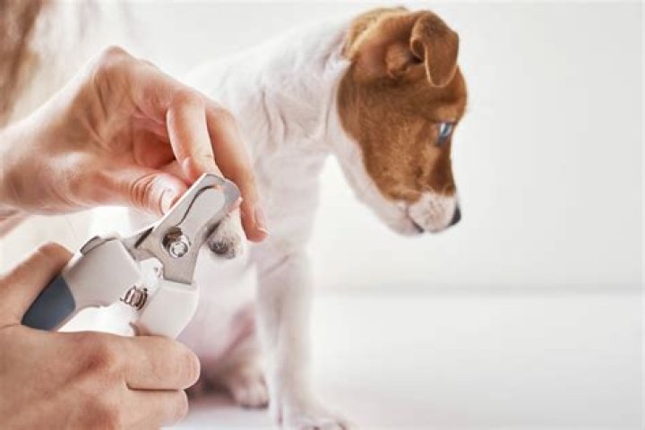 How to Trim Dog Nails