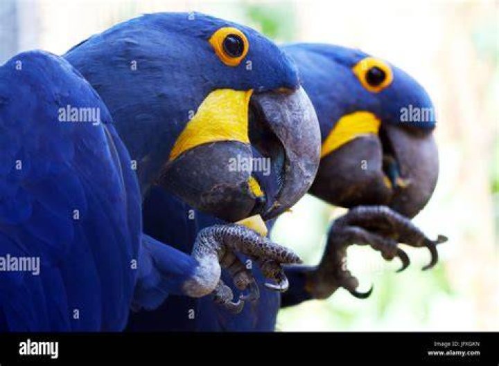 Hyacinth Macaw parrots sitting on a perch