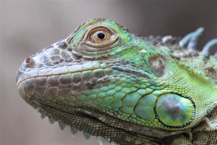 iguana close up