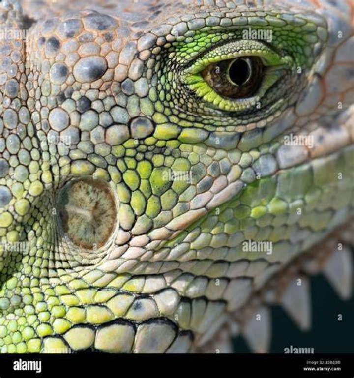 Iguana Closeup
