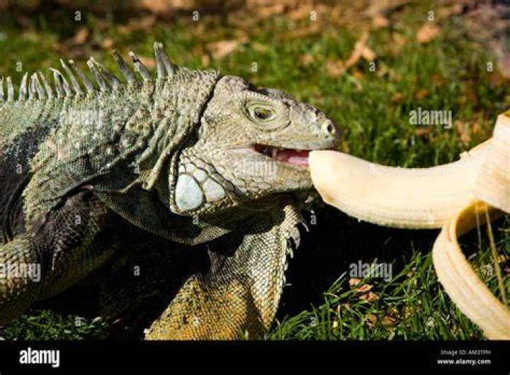 Iguana eating banana_