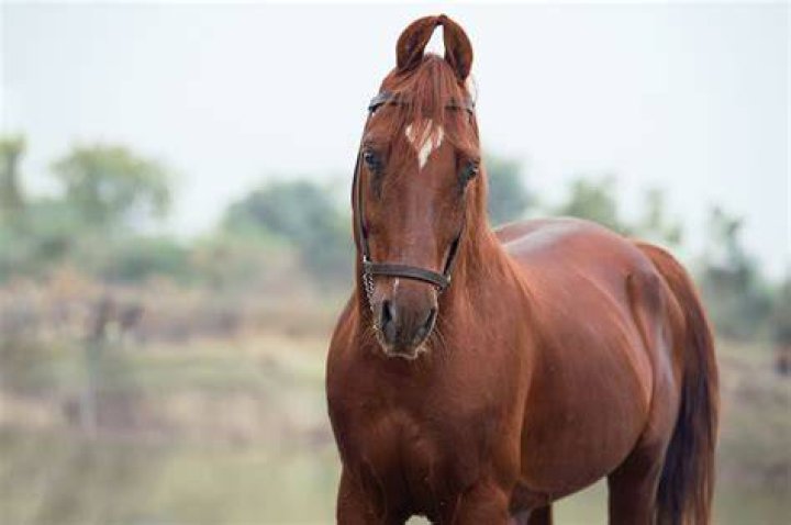 indian kathiawari horse standing in the filed with duck