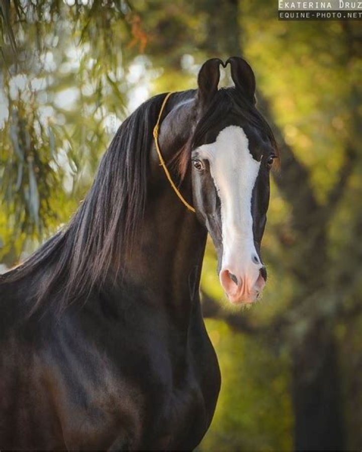 Indian marwari horse