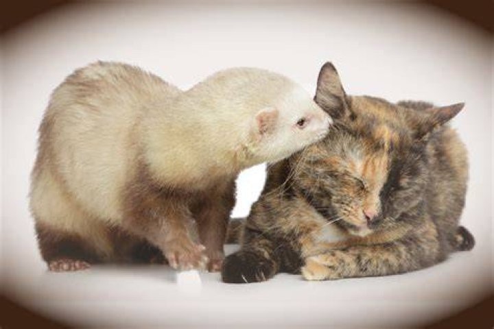 introducing cat and ferret