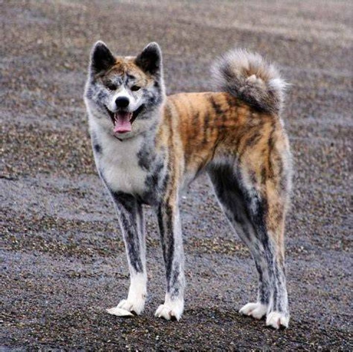 Japanese Akita brindle dog standing on grass in a park