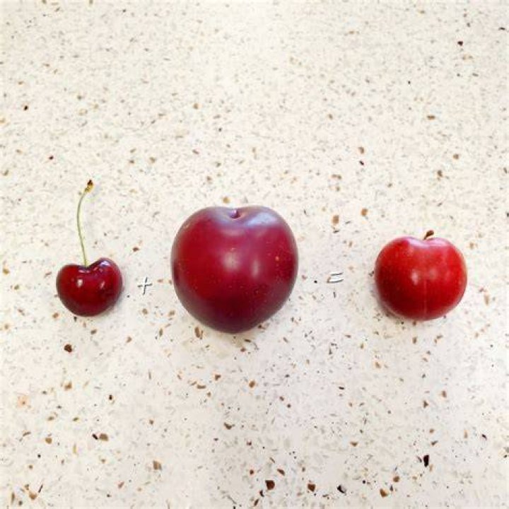 July Produce Parable Very Cherry Plums Wheatsfield Coop Grocery