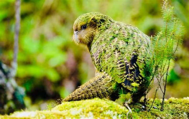Kakapo Parrot