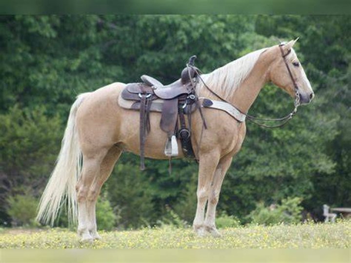 Kentucky Mountain Saddle Horse
