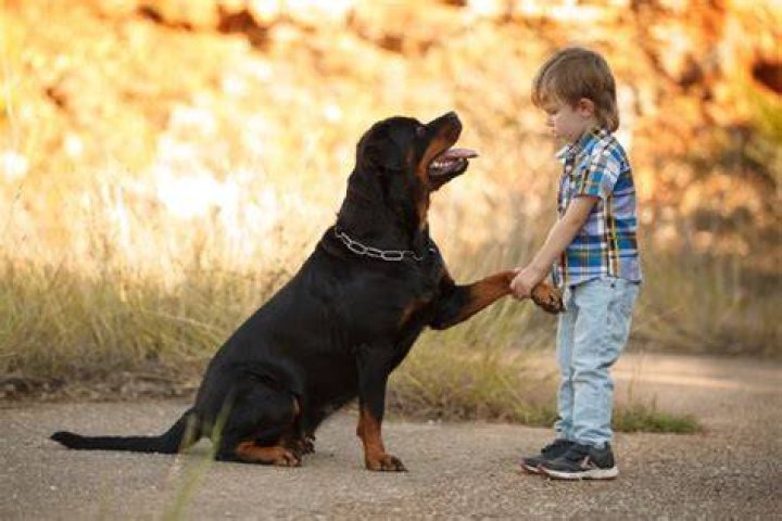 kid playing with rottweiler