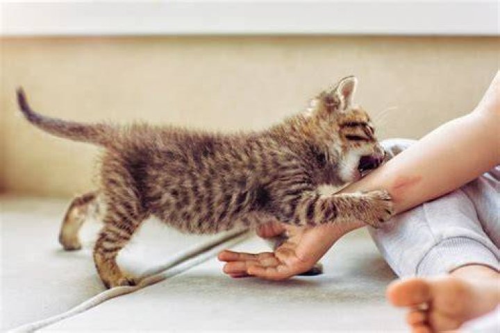 kitten biting concrete