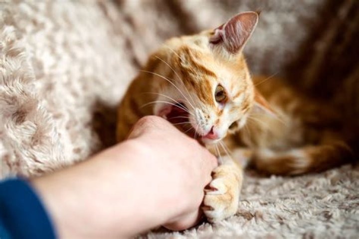 kitten biting its owner