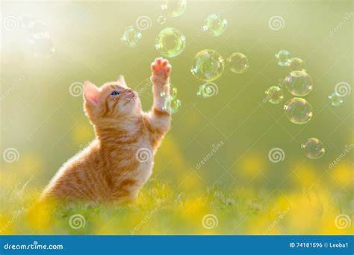 Kitten playing with bubbles on green field in summer