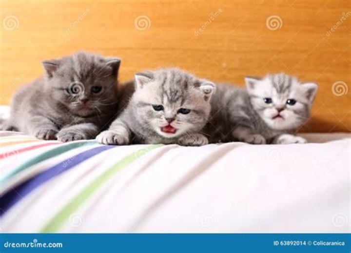 kittens playing on bed