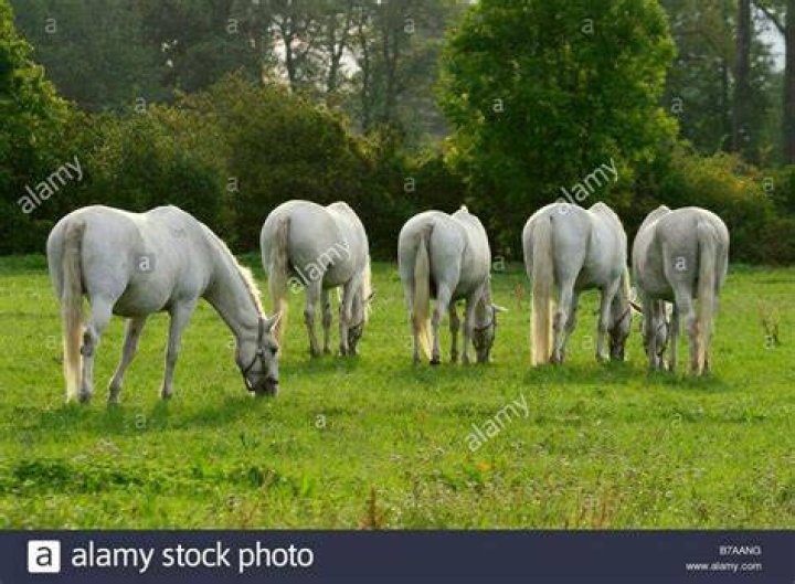 Kladruber horses in the field