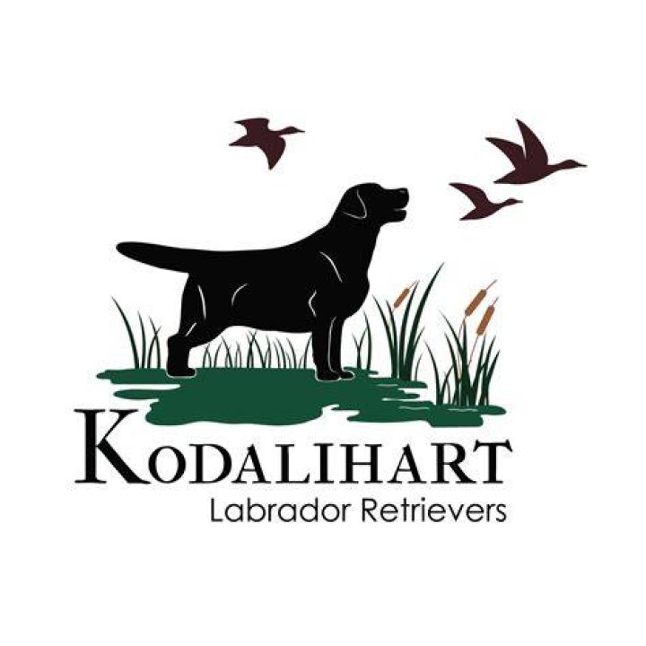 Kodalihart Labradors