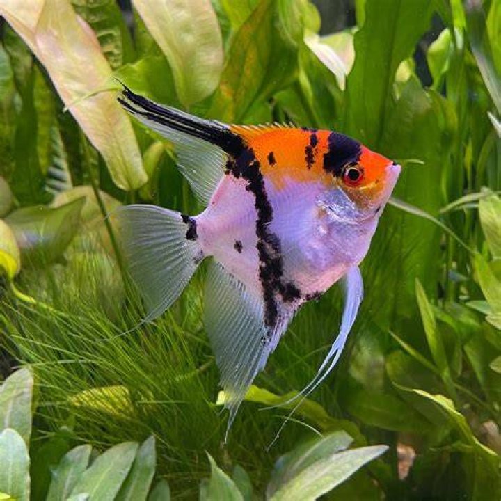 Koi Angelfish