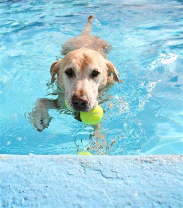 labrador by the pool