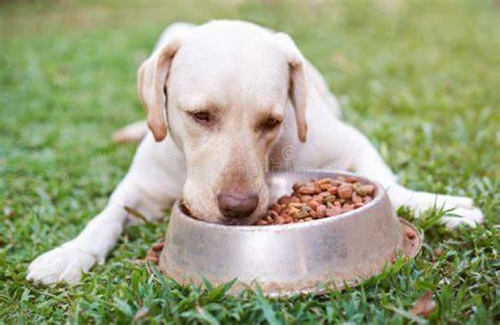 labrador eating from bowl