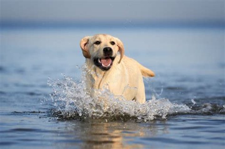 labrador playing in water