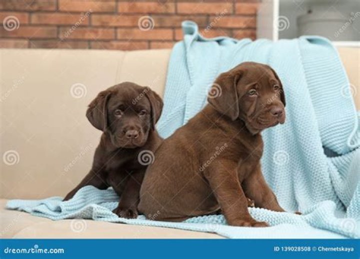 Labrador retriever puppies on sofa