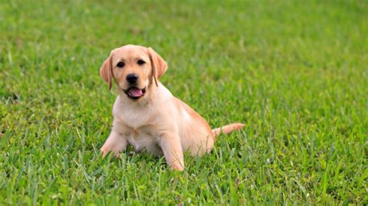 Labrador retriever puppy on grass