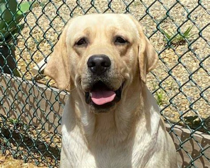 Lacote Labradors