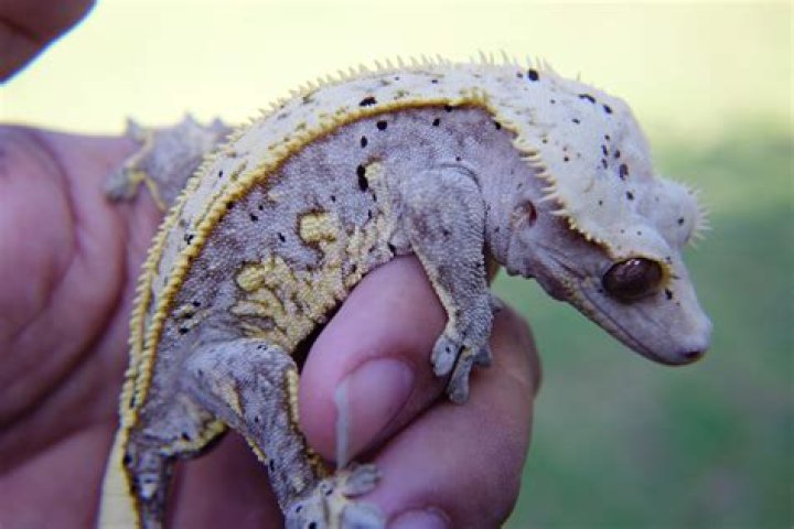 Lavender Crested Gecko