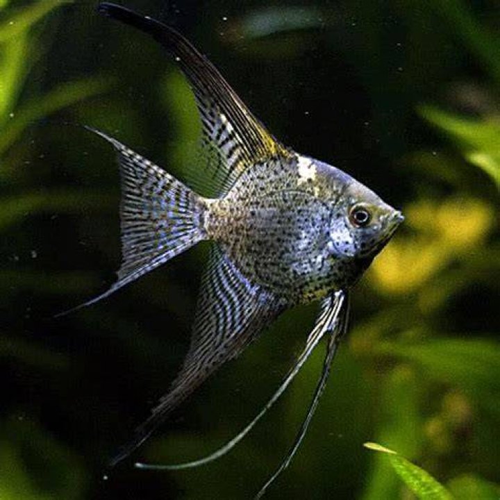 leopard angelfish