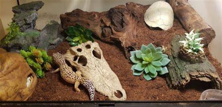 leopard gecko inside terrarium
