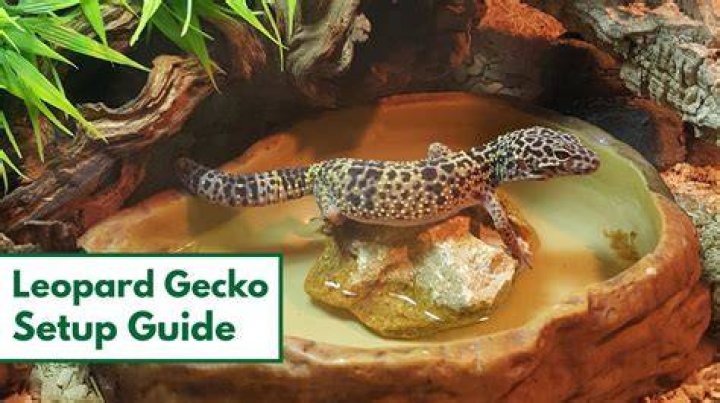 leopard gecko
