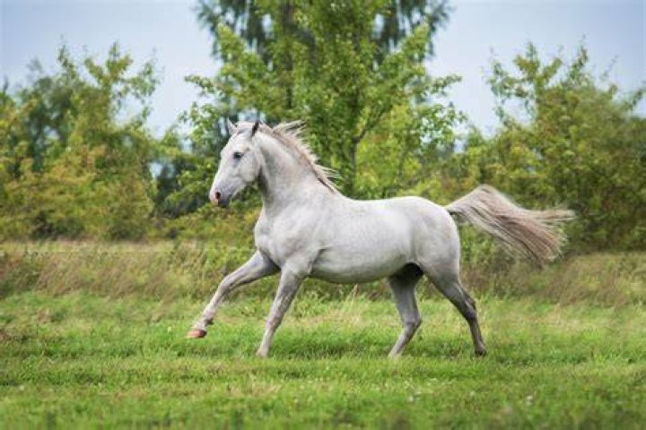 Lipizzan