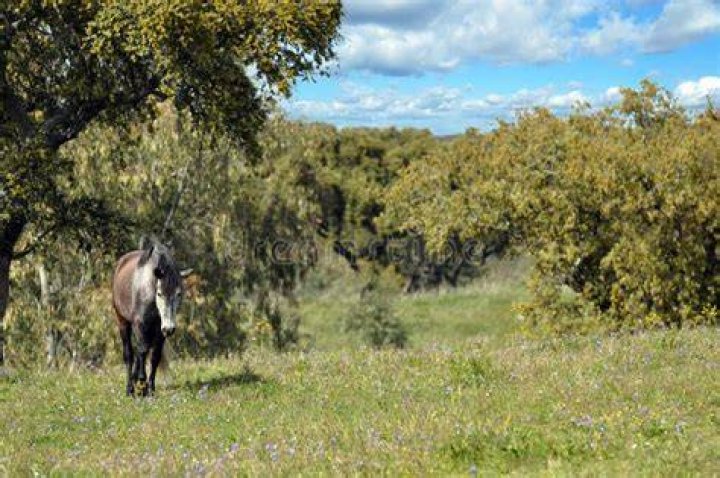 Lusitano walking in the field