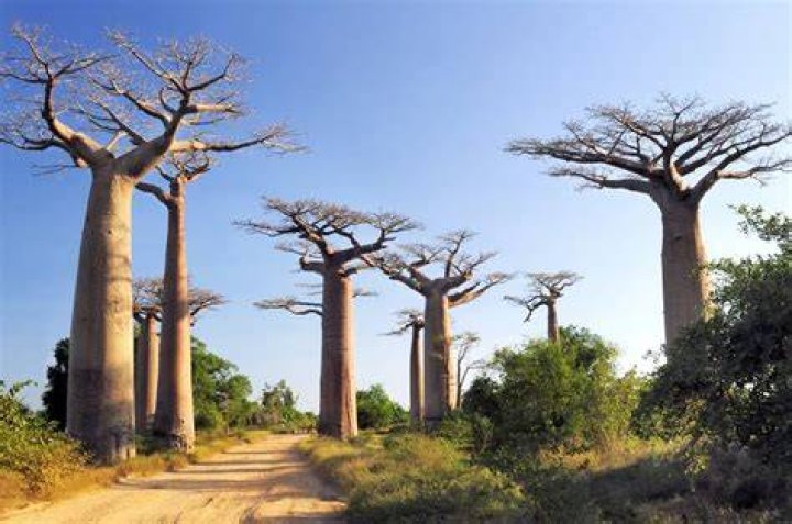 Madagascar 