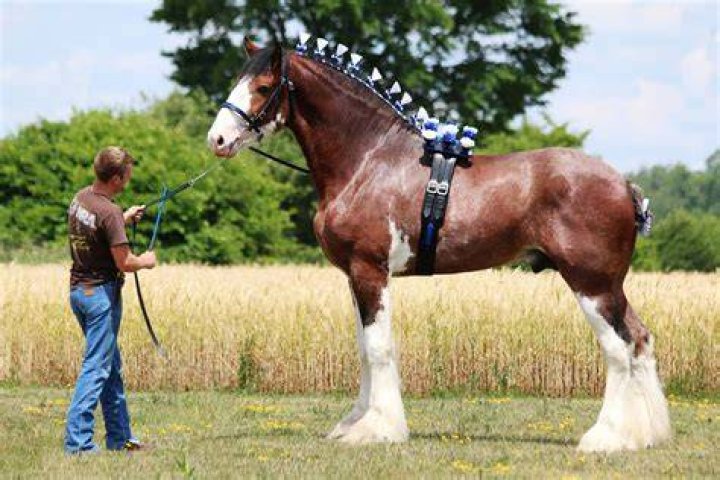 Majestic Clydesdale