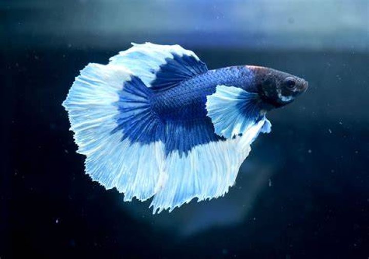 Male betta fish