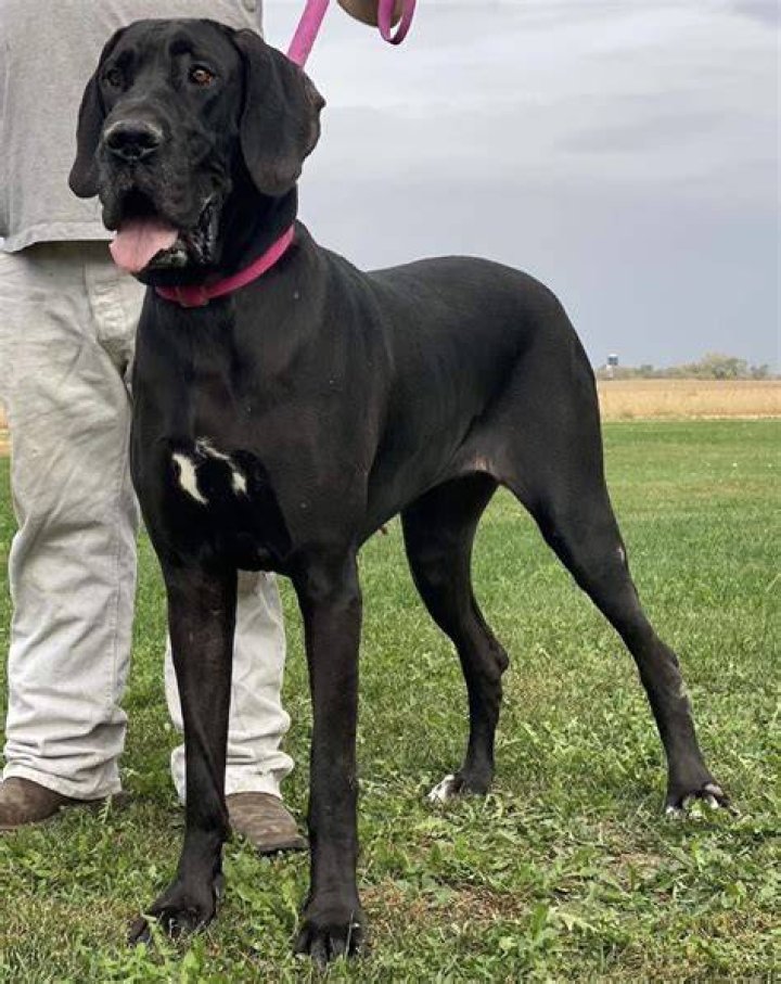 male black great dane