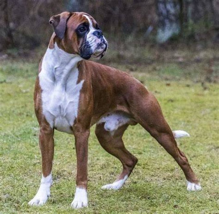 male boxer dog standing on grass