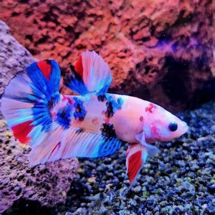male koi betta fish