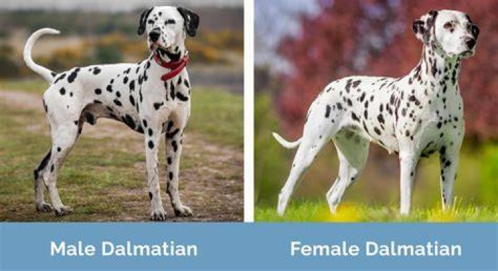 Male vs Female Dalmatians