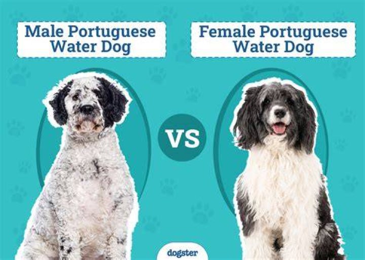 male vs female portuguese water dog side by side