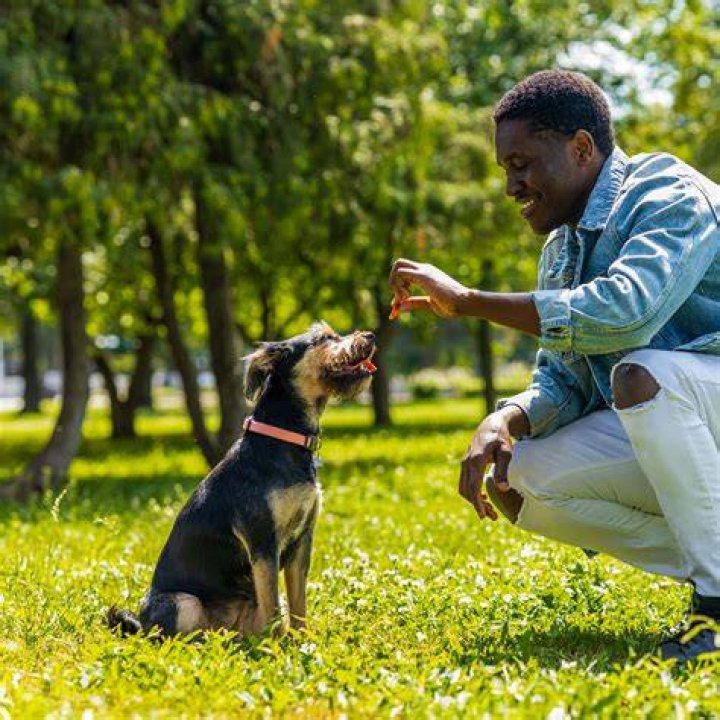 man training a dog
